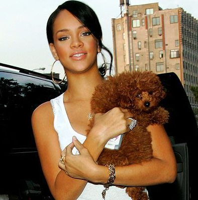 An image of Rihanna's Dog