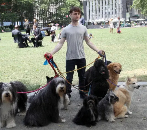 An image of Daniel Radcliffe Walking Dogs