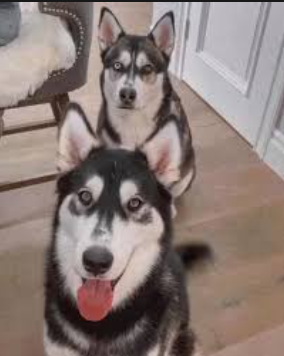 An image of Joey Graceffa's Dogs