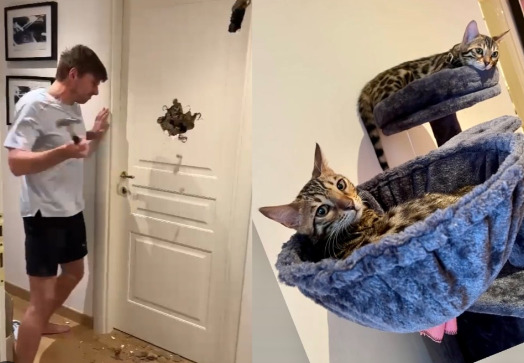 An image of Max Verstappen and his Cats