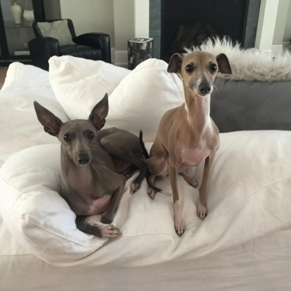 An image of   kylie jenner's dogs 