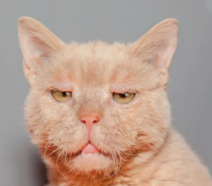 An image of Ron Perlman look alike Cat