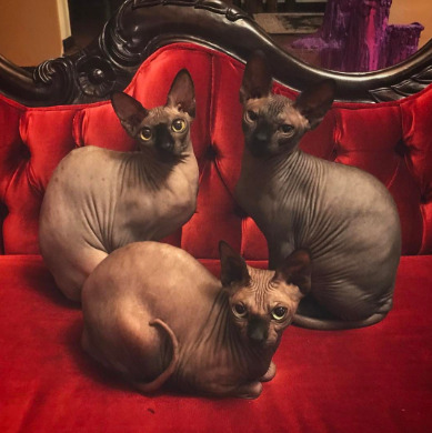 An image of Kat Von D's cats
