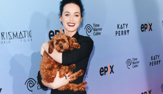 An image of Katy Perry with er Dog