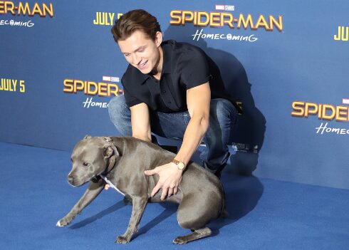 An image of Tom Holland with his Dog